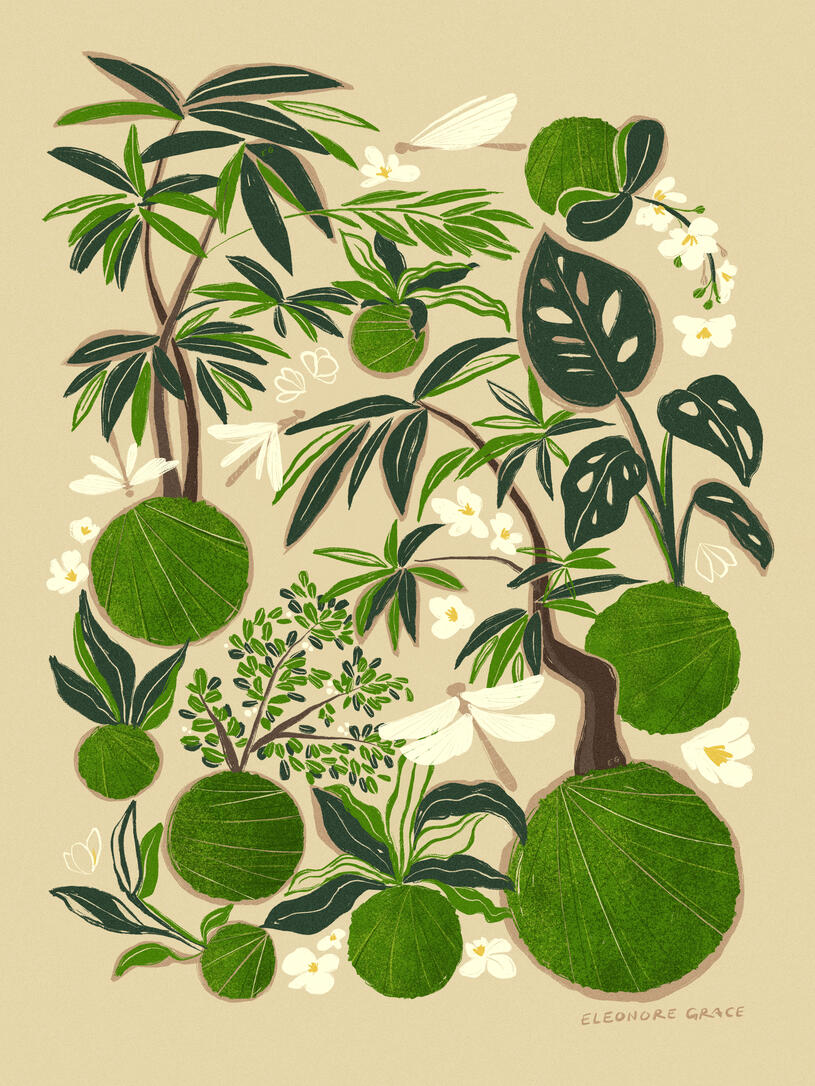 Kokedama